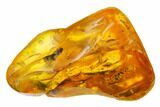 Fossil Ant (Formicidae) In Baltic Amber #159829-2
